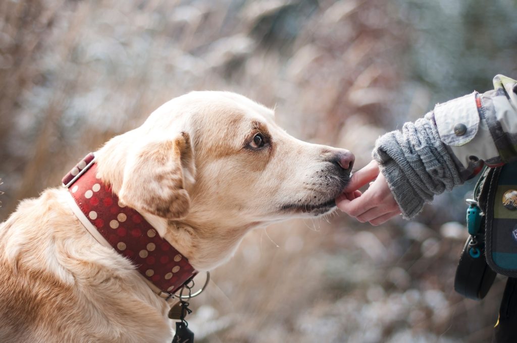 Drug Rehab Centers That Allow Dogs Pet Friendly Rehabs