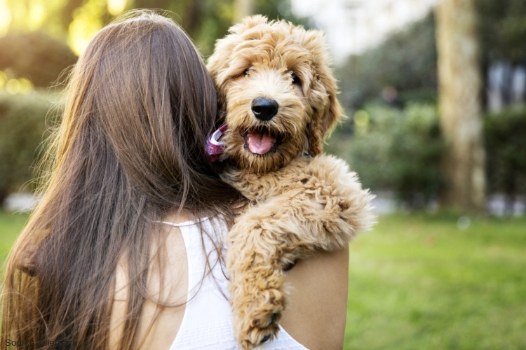 Pet Friendly Rehabs San Diego California Pet Friendly Rehabs