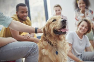 Pet-Friendly Rehab Fresno California Pet Friendly Rehabs