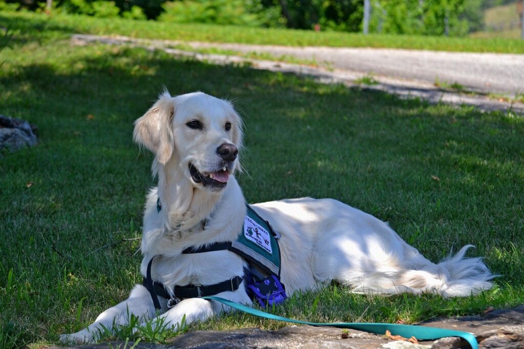 Rehabs That Allow Service Dogs Pet Friendly Rehabs