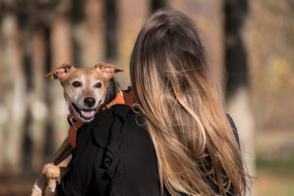 Therapy Animals For Mental Illness Pet Friendly Rehabs